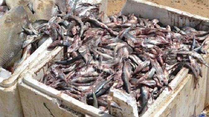 مديرية الصحة بالدقهلية تعدم 5 أطنان من الأسماك الفاسدة
